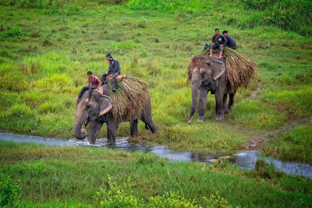 chitwan